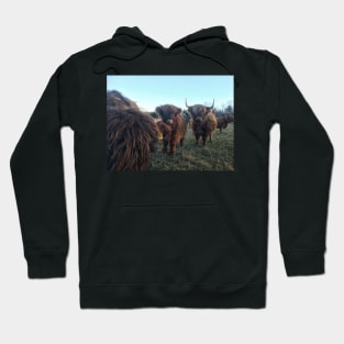 Scottish Highland Cattle Calves 1851 Hoodie